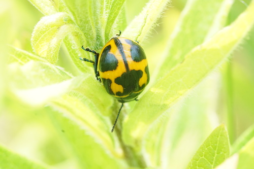 Swamp Milkweed Leaf Beetle