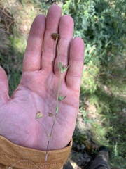 Trifolium bifidum