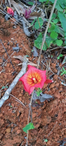 Stictocardia beraviensis