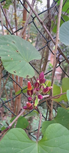 Stictocardia beraviensis, photograph 2