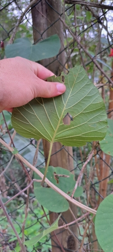 Stictocardia beraviensis, photograph 3