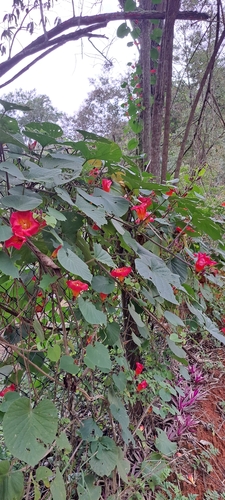 Stictocardia beraviensis, photograph 4
