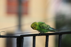 Melopsittacus