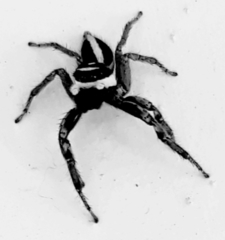 Leptofreya