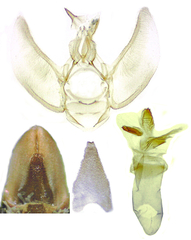 Eupithecia assimilata