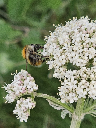 Common Carder Bumble Bee