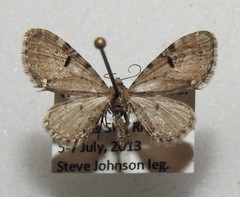 Eupithecia assimilata