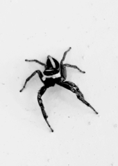 Leptofreya