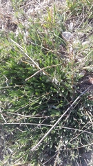 Convolvulus holosericeus