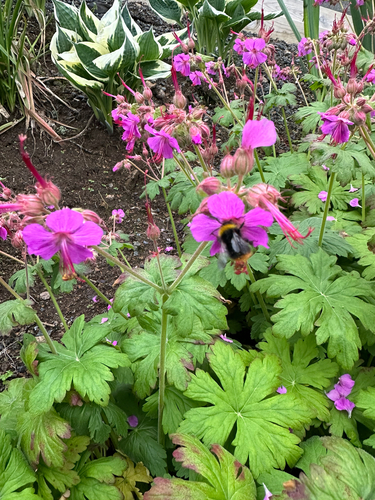 Early Bumble Bee