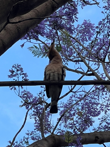 Common Hoopoe