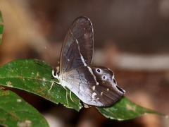 Pierella hyalinus