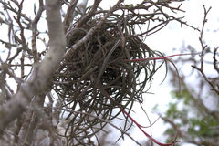 Tillandsia baileyi