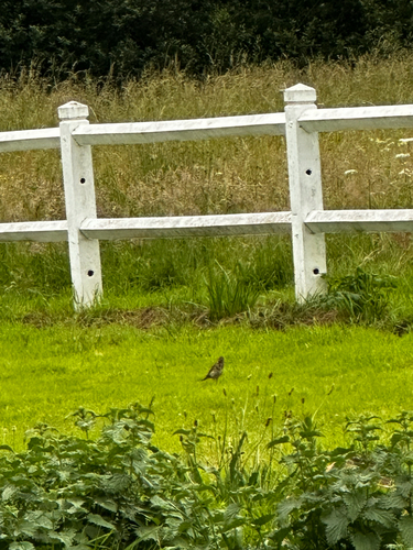 Song Thrush