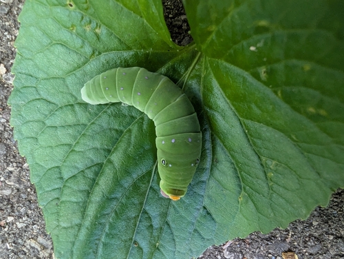 Eastern Tiger Swallowtail