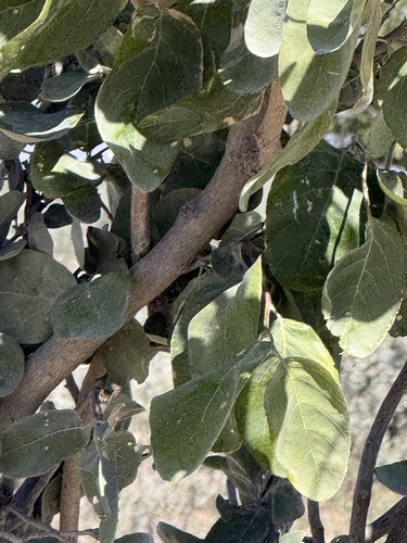 Kalahari Appleleaf