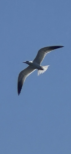 iNaturalist image