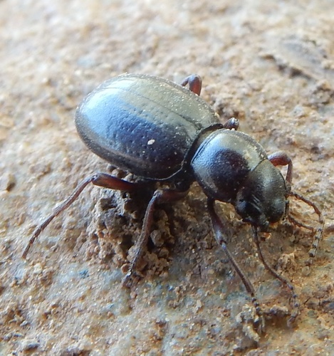 Triorophus laevis