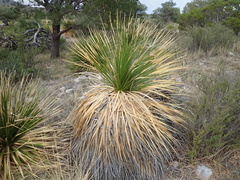 Dasylirion leiophyllum