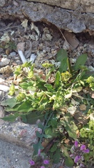 Valerianella turgida