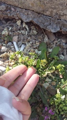 Valerianella turgida