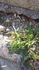 Valerianella turgida