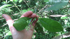 Psychotria carthagenensis