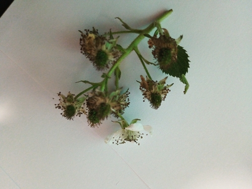 brambles