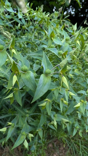 caper spurge