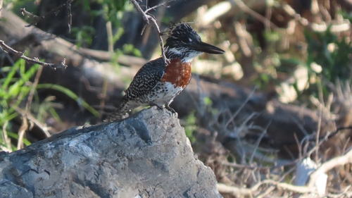 iNaturalist image