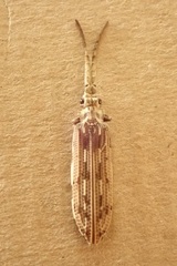 Tenomerga leucophaea