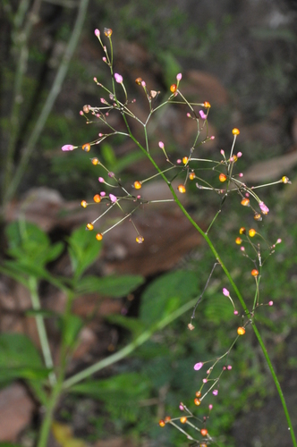 Jewels of Opar
