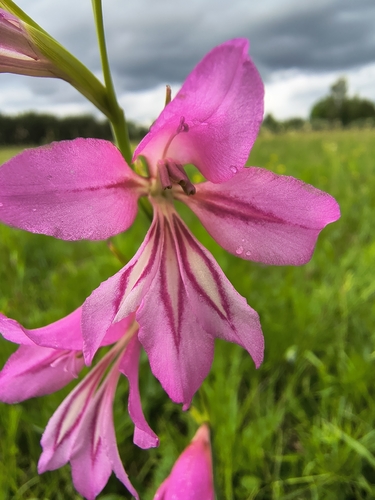 Gladiolus illyricus, photograph 2