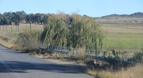 weeping willow