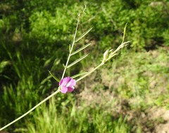 Vicia peregrina