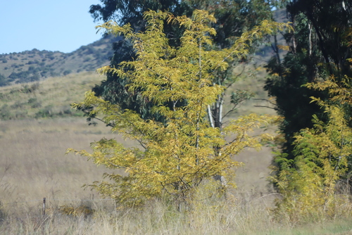 honey locust