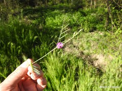 Vicia peregrina