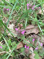 Lamium purpureum purpureum