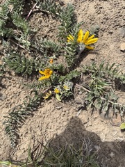 Balsamorhiza hookeri, photograph (c) James H. Thomas, some rights reserved (CC BY)