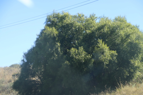 african sumac