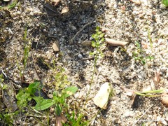 Teesdalia coronopifolia