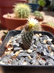 Turbinicarpus pseudomacrochele minimus