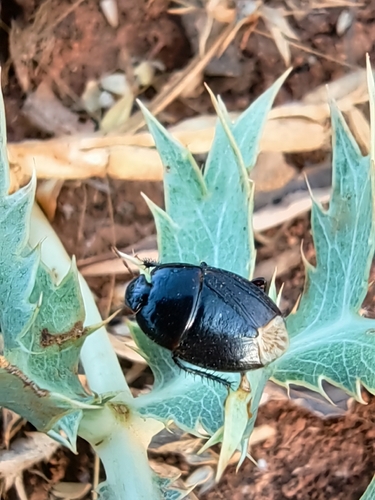 Macroscytus brunneus