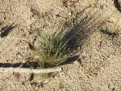 Corynephorus canescens