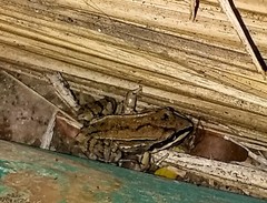 Leptodactylus mystacinus