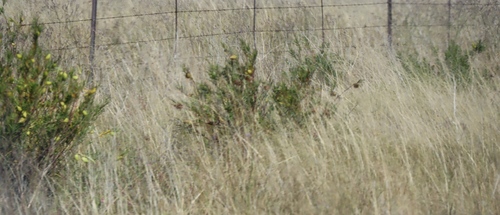 Narrow-leaf Cotton Bush