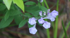 Scutellaria integrifolia