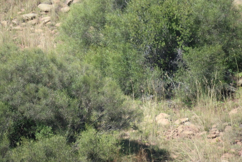 Broom Karree