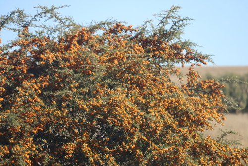 Narrowleaf Firethorn