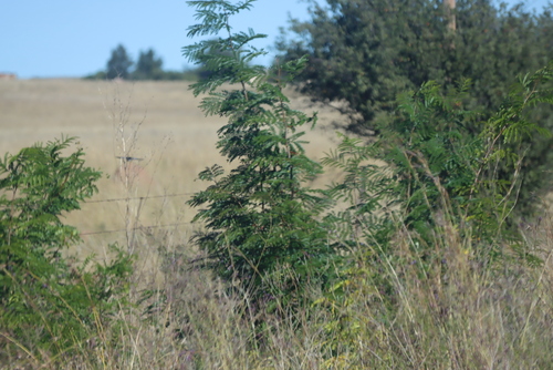 honey locust
